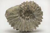 Bumpy Ammonite (Douvilleiceras) Fossil - Madagascar #205054-1
